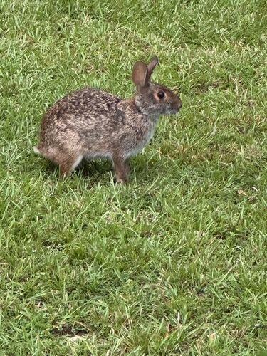 Swamp Rabbit observed by janetwright