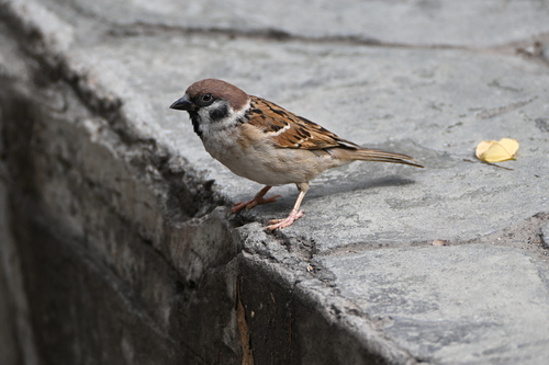 Eurasian Tree Sparrow
