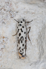 Ethmia bittenella