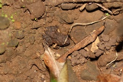 Pseudophilautus