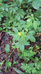 Potentilla cryptotaeniae, photograph (c) Violetta Dzizyurova, some rights reserved (CC BY)
