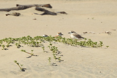 Charadrius marginatus mechowi