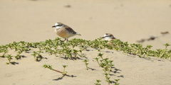Charadrius marginatus mechowi