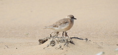 Charadrius marginatus mechowi