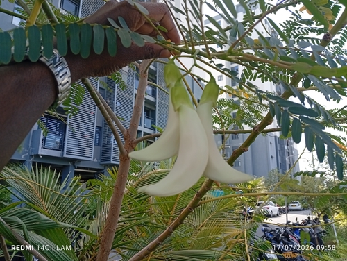 Sesbania grandiflora observed 2026-07-17