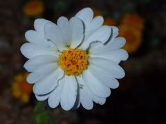 Layia glandulosa