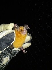 Trinycteris nicefori