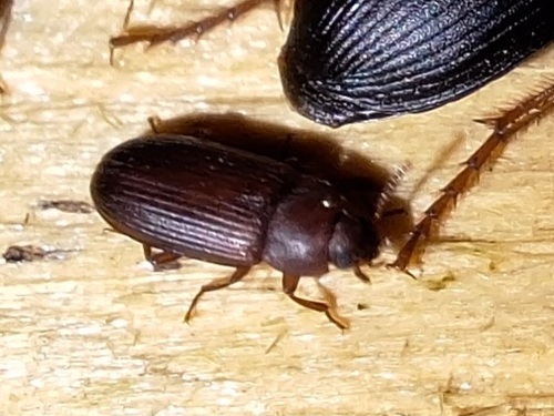 Cynaeus angustus