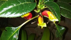 Impatiens niamniamensis