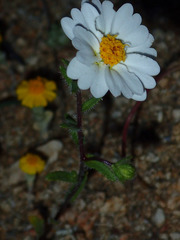 Layia glandulosa