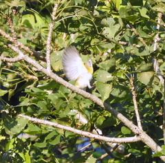 Apalis flavida neglecta