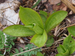 Saponaria officinalis