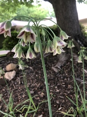 Allium siculum