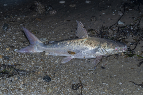 Bronze catfish (Plicofollis nella) — Ariidae — 4
