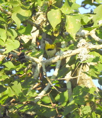 Apalis flavida neglecta