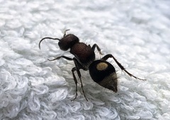 Sigilla dorsata