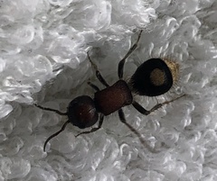 Sigilla dorsata