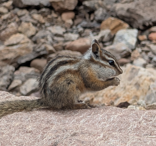 Colorado Chipmunk observed by wildaboutnaturemary