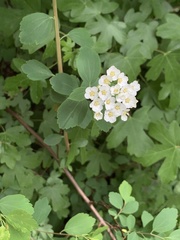 Spiraea × vanhouttei