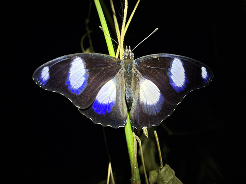 Danaid Eggfly