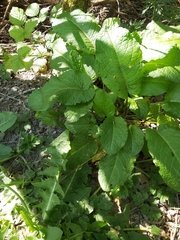 Rumex obtusifolius