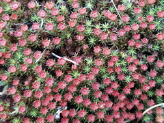 Polytrichum piliferum