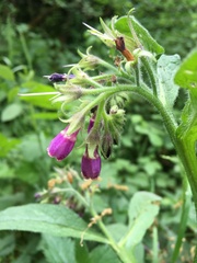 Symphytum officinale