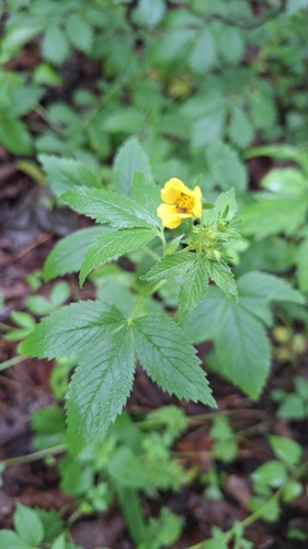 Potentilla cryptotaeniae, photograph 5