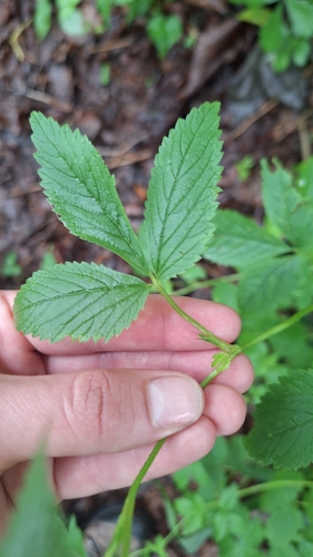 Potentilla cryptotaeniae, photograph 6