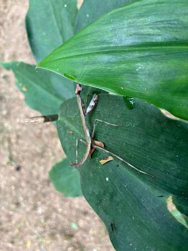 Plistospilota maxima