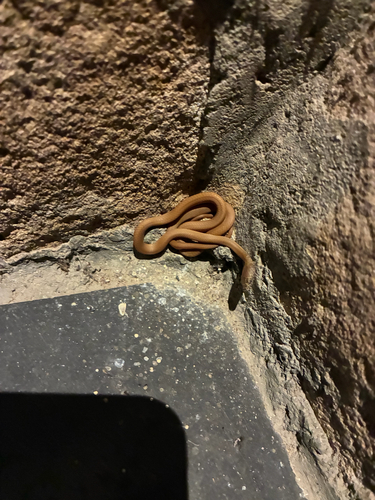 Uganda House Snake
