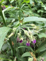 Symphytum officinale