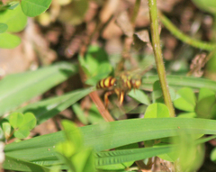 Agapostemon splendens