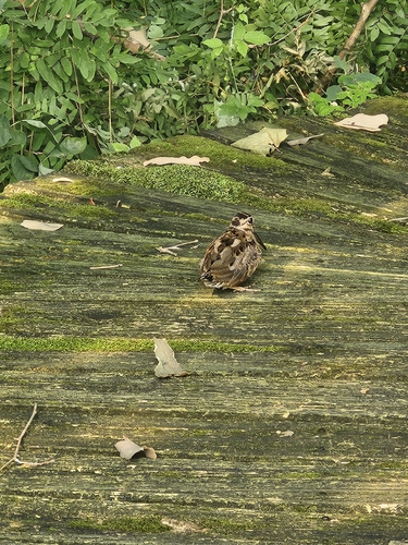 American Woodcock observed by sasquatchbiologist