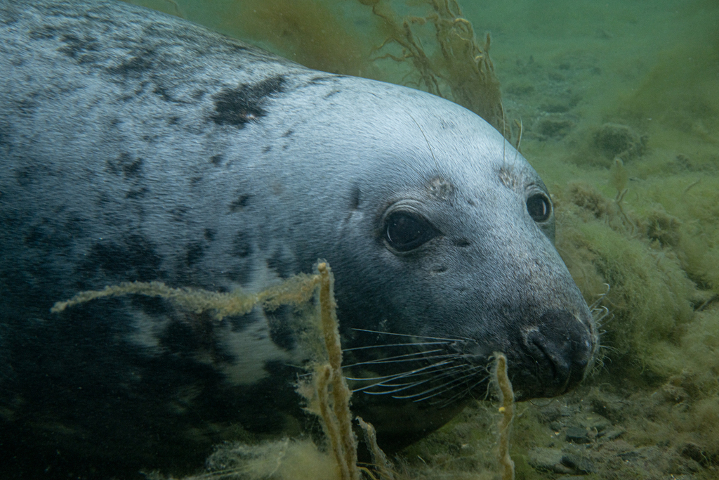Grey seal underwater among seaweed, face close to the camera