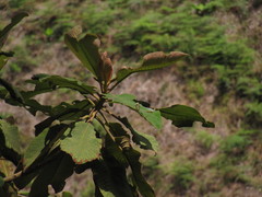 Saurauia