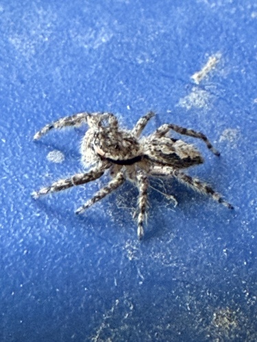 Tan Jumping Spider