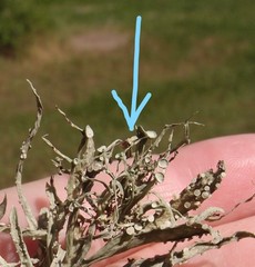 Ramalina stenospora