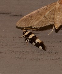 Macrobathra arrectella