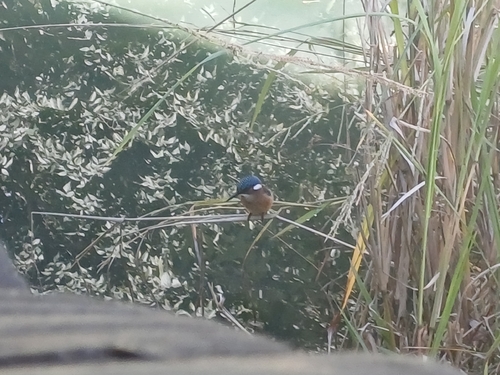 iNaturalist image