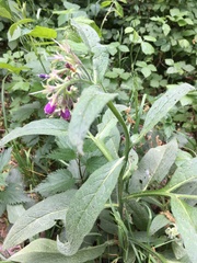 Symphytum officinale