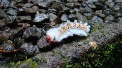 Neopreptos marathusa