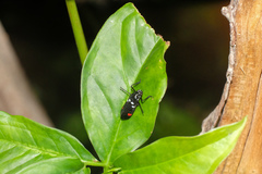 Callitettix versicolor