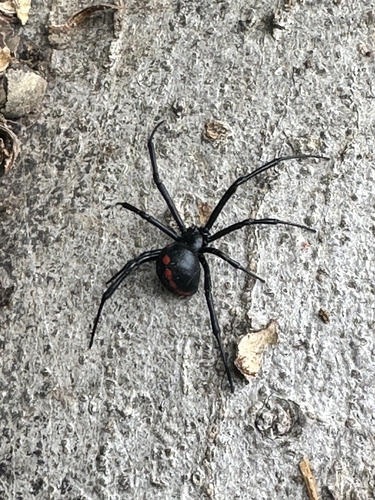 Southern Black Widow