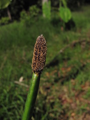 Eleocharis elegans