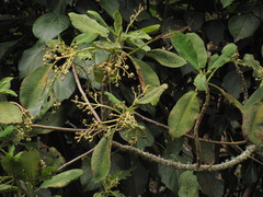 Saurauia