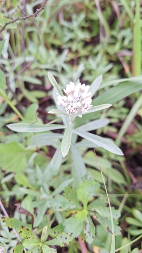 Anaphalis sinica, photograph 2