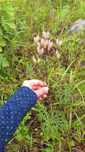 Syneilesis aconitifolia, photograph 5