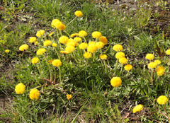 Taraxacum officinale