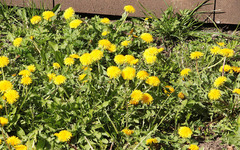 Taraxacum officinale